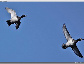 Animali 024